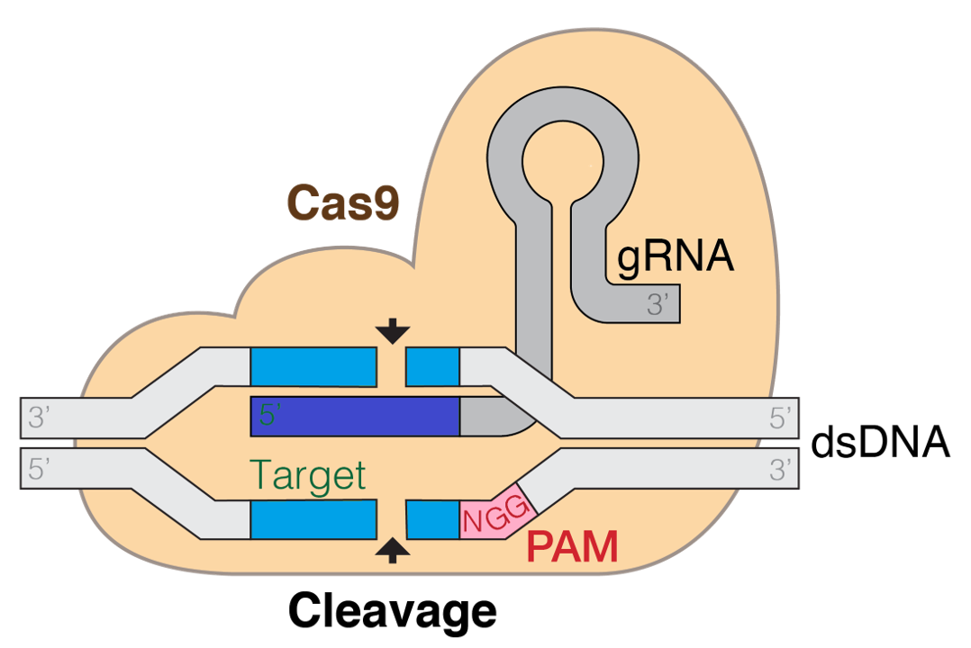 Cas9 diagram