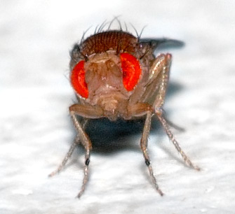  Fruit fly photo