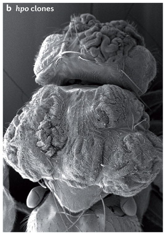Hippo-like, wrinkled fruit fly eye caused by Hippo pathway mutation